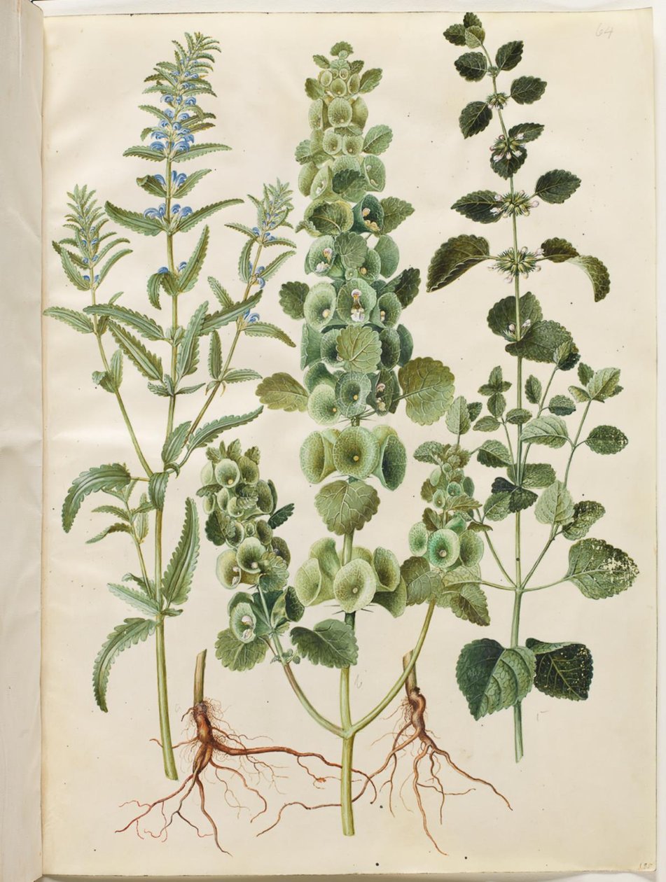 Dracocephalum moldavica (Moldavische drakenkop); Moluccella spinosa (stekelige kelk); Melissa officinalis (citroenmelisse) door Hans Simon Holtzbecker