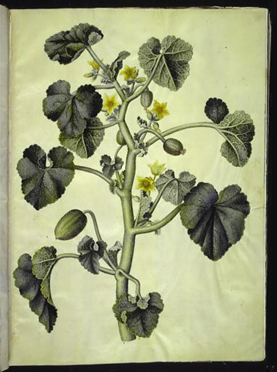 Ecballium elaterium (ezelkomkommer) door Hans Simon Holtzbecker