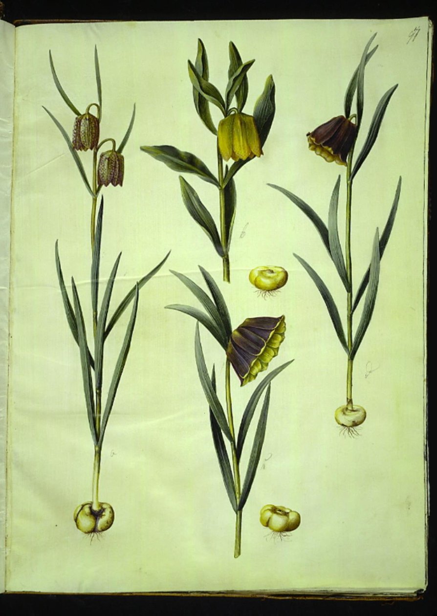 Fritillaria meleagris (gewone kievitsbloem); Fritillaria aurea of Fritillaria tubiformis & moggridgei (kievitsbloem); Fritillaria montana door Hans Simon Holtzbecker