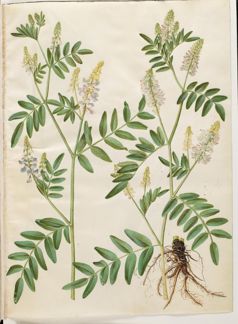 Galega officinalis (medicinale streepbel) door Hans Simon Holtzbecker