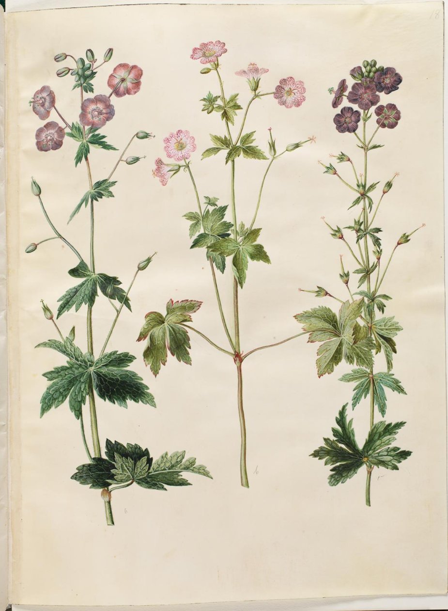 Geranium phaeum (golvende ooievaarsbek); Geranium versicolor (net-ooievaarsbek) door Hans Simon Holtzbecker