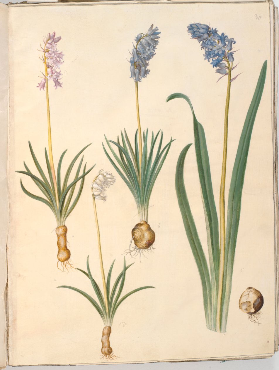 Hyacinthoides non-scripta (gewone boshyacint); Hyacinthoides hispanica (Spaanse boshyacint) door Hans Simon Holtzbecker