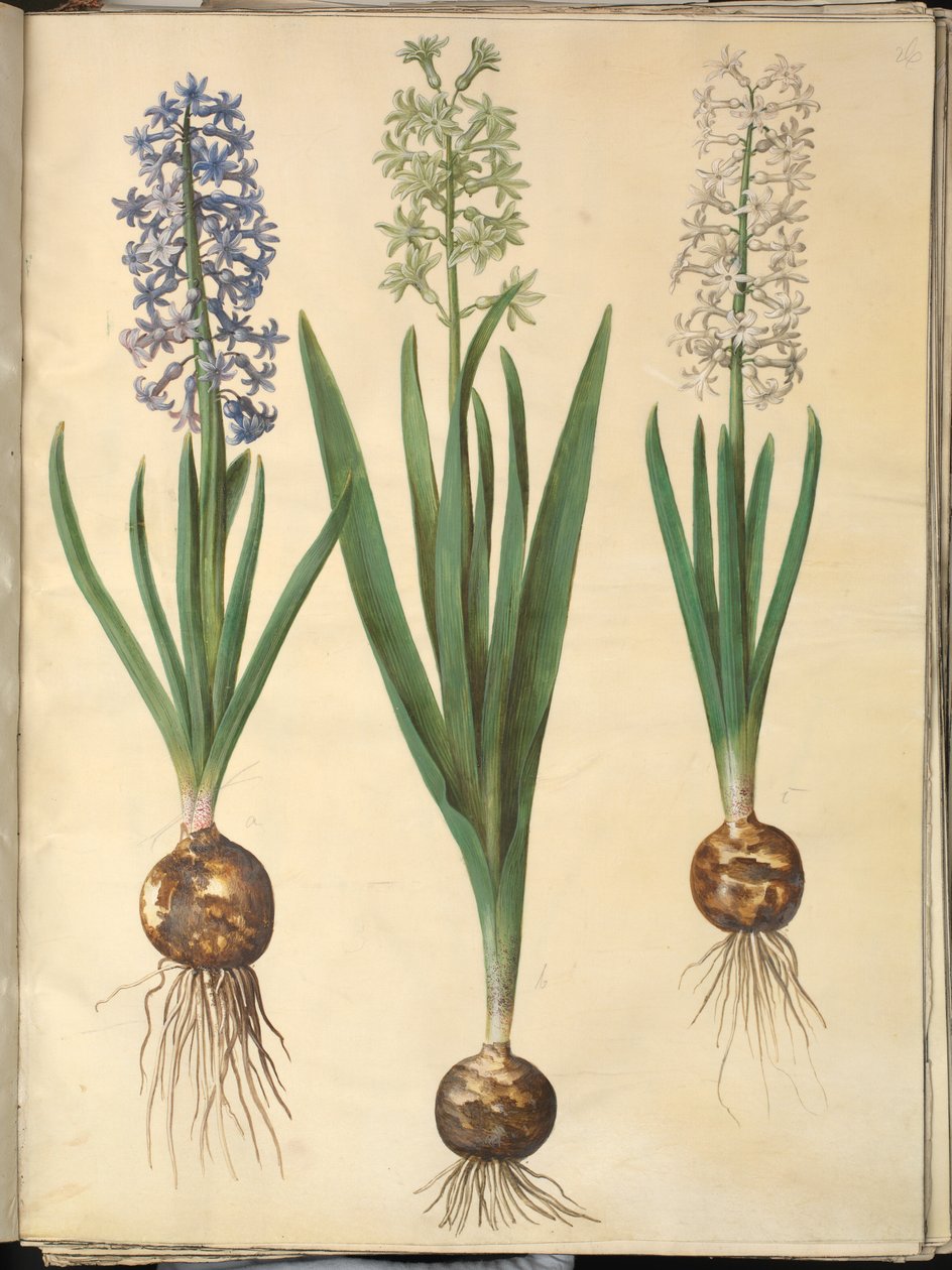 Hyacinthus orientalis (gewone hyacint) door Hans Simon Holtzbecker