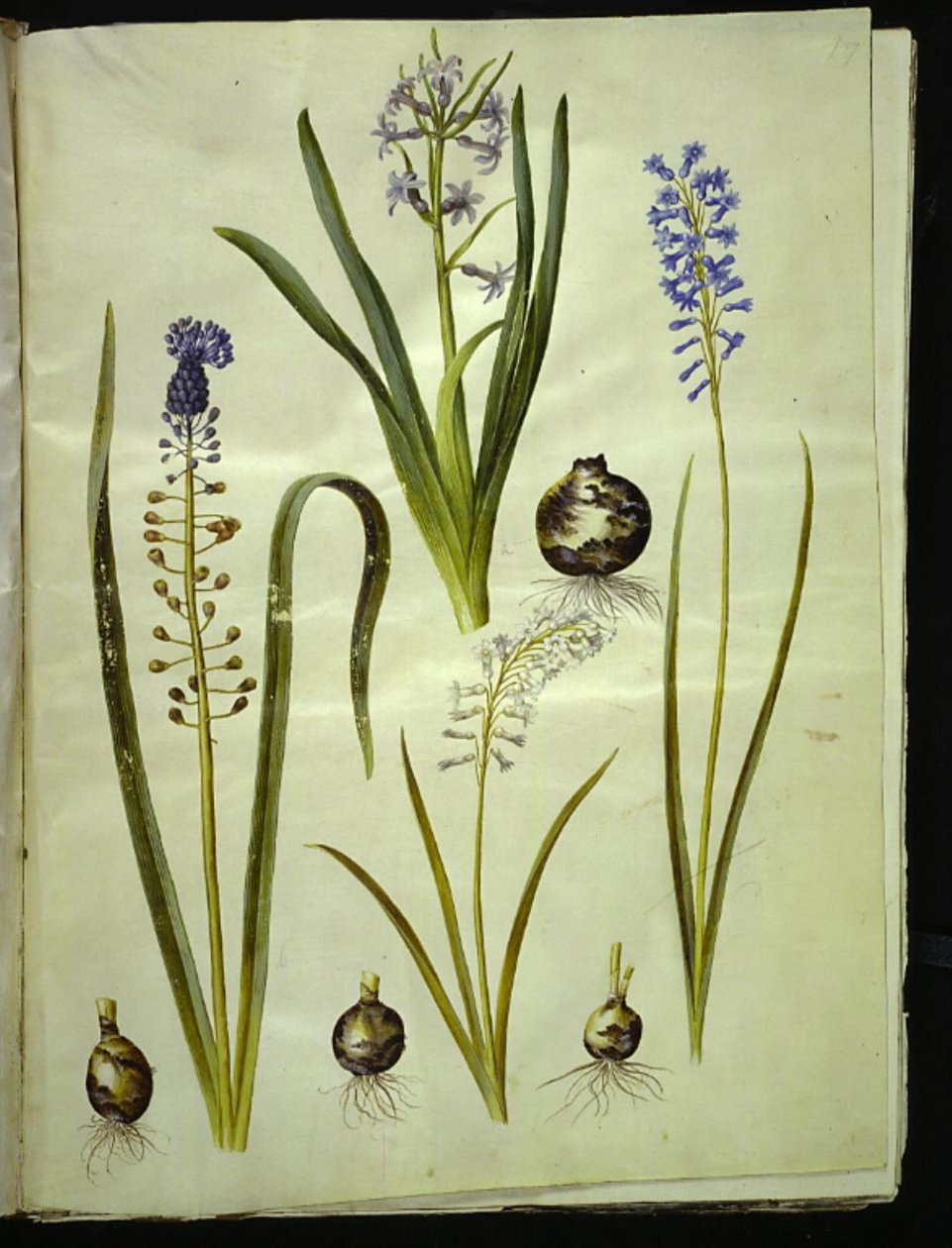 Hyacinthus orientalis (gewone hyacint); Muscari comosum (pluimhyacint); Brimeura amethystina (Pyrenese hyacint) door Hans Simon Holtzbecker