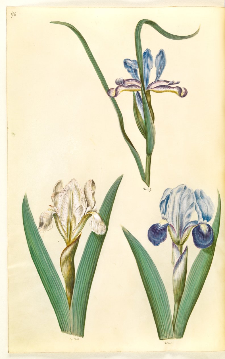 Iris graminea (grasbladige iris); Iris lutescens of Iris pumila (?) (dwerg-iris of lage iris) door Hans Simon Holtzbecker