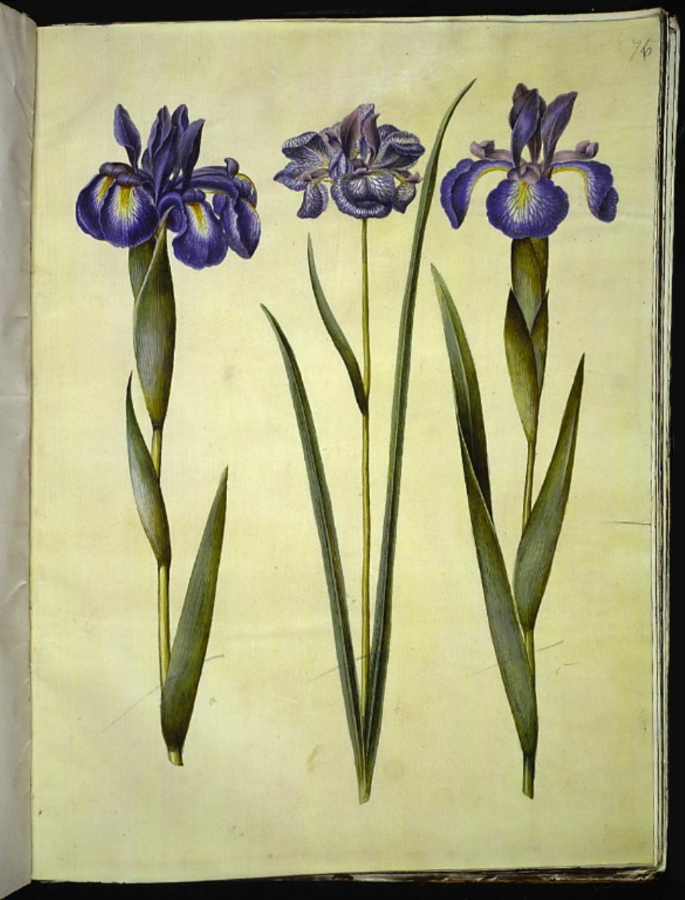 Iris latifolia (Engelse iris); Iris sibirica (Siberische iris) door Hans Simon Holtzbecker