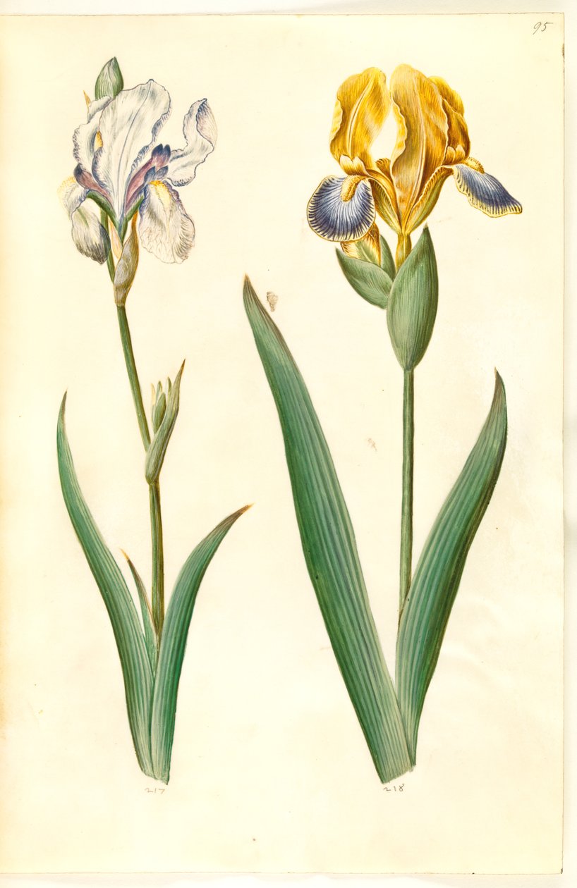 Iris pallida (bleke iris); Iris variegata (bonte iris) door Hans Simon Holtzbecker