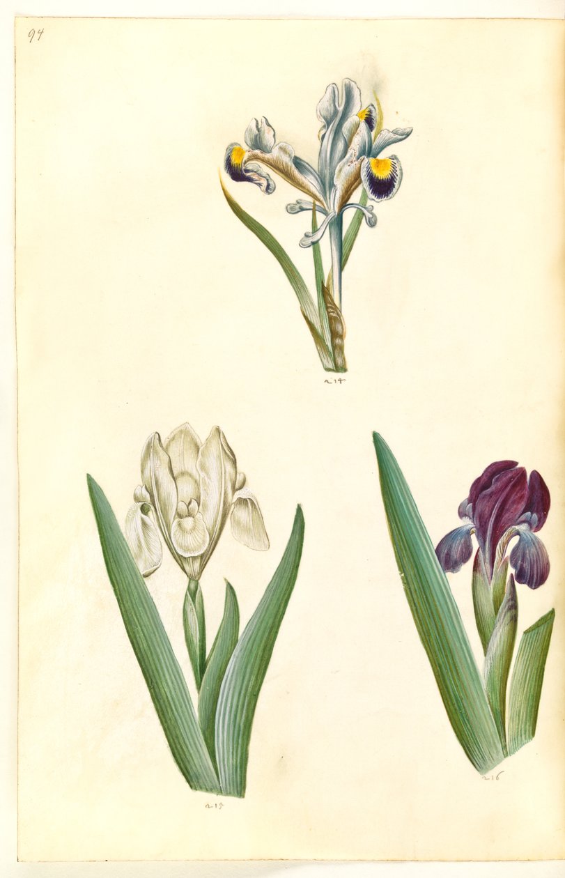 Iris persica (Perzische iris); Iris lutescens of Iris pumila (?) (dwergiris of lage iris) door Hans Simon Holtzbecker