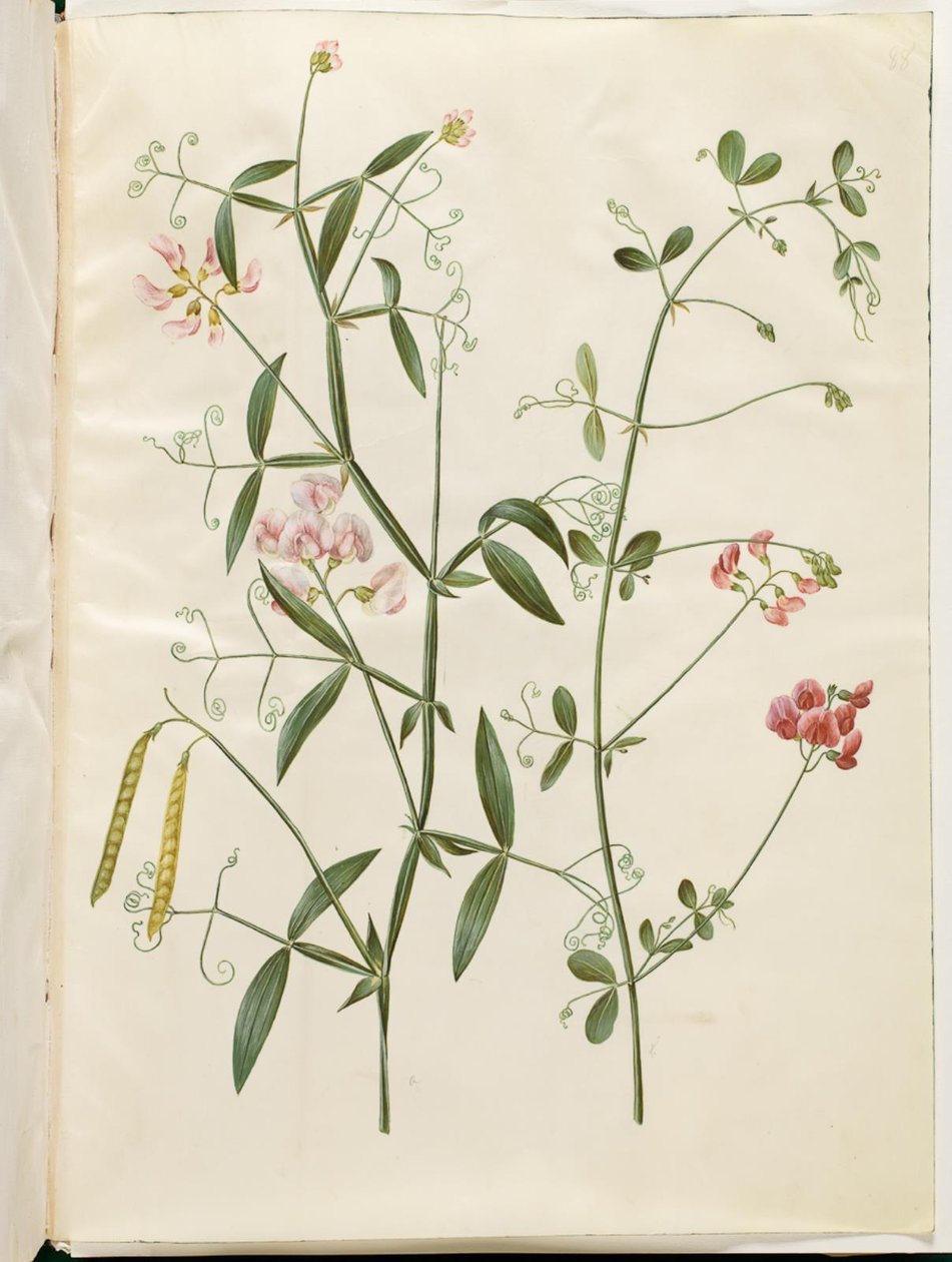 Lathyrus sylvestris (bos-lathyrus); Lathyrus tuberosus (knol-lathyrus) door Hans Simon Holtzbecker