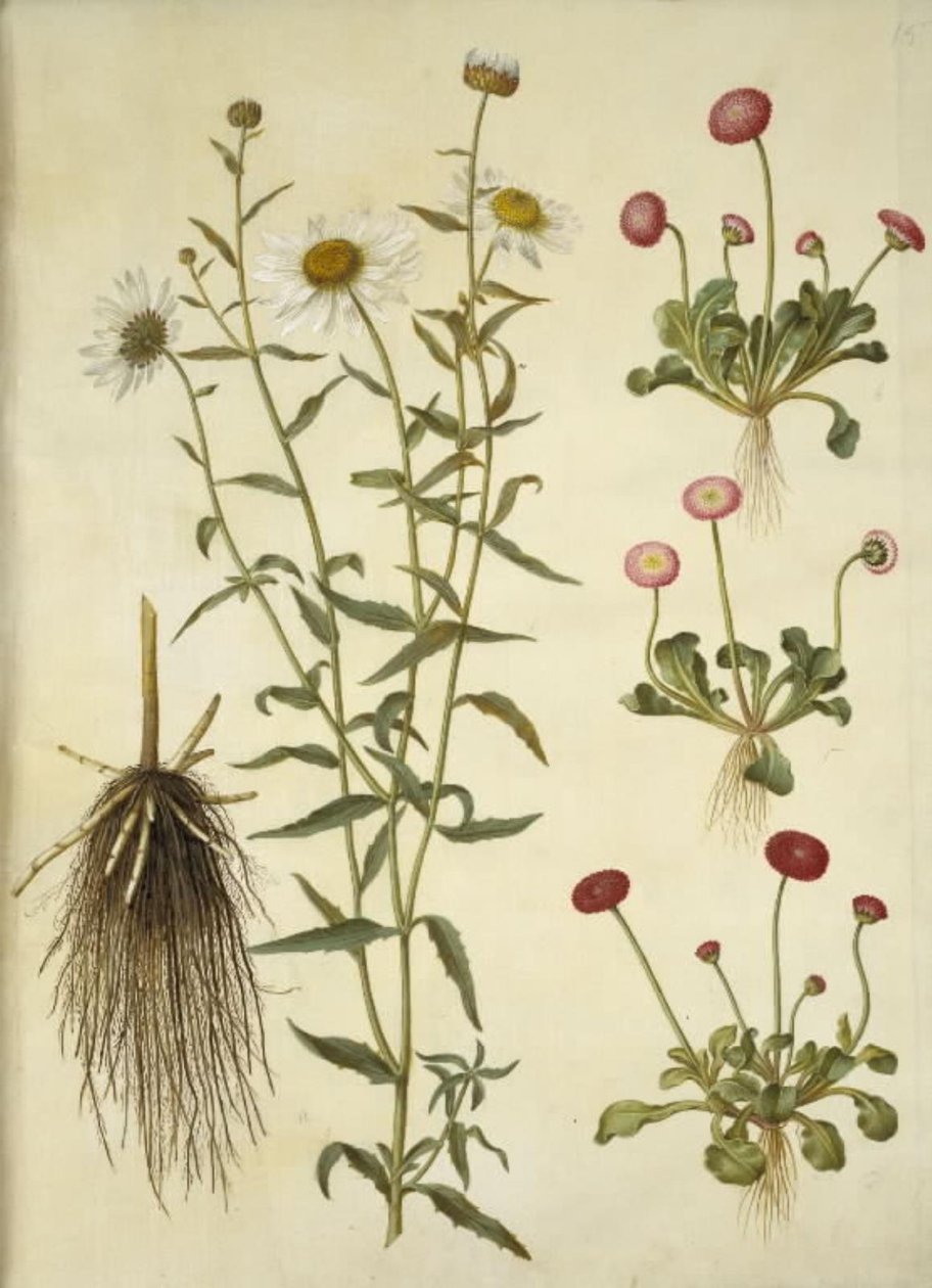 Leucanthemum vulgare; Bellis perennis door Hans Simon Holtzbecker