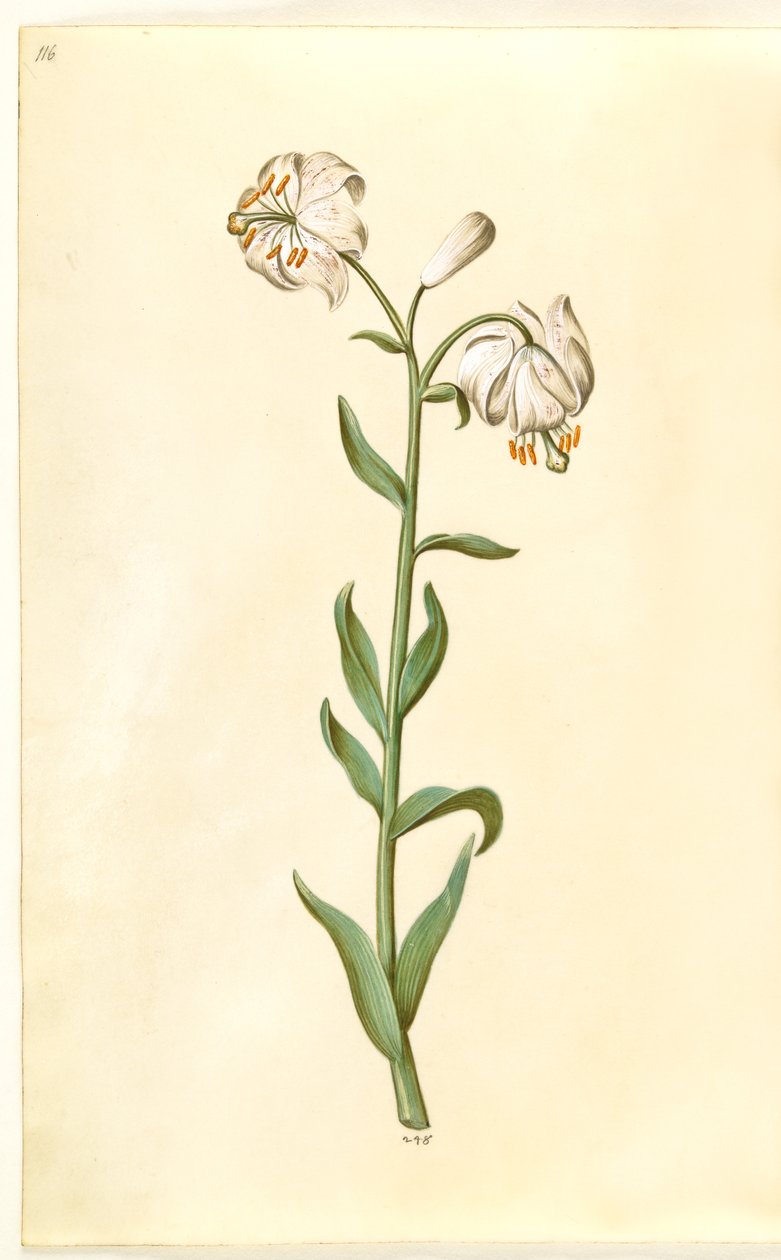 Lilium martagon (kranslelie) door Hans Simon Holtzbecker