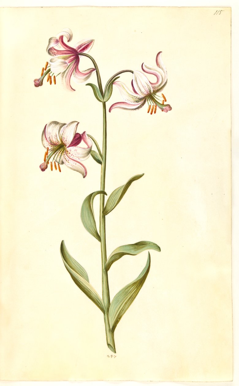 Lilium martagon (kranslelie) door Hans Simon Holtzbecker
