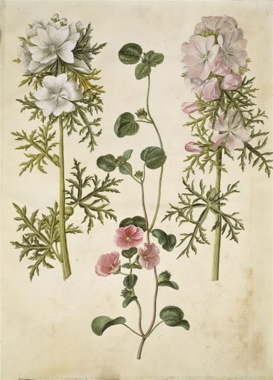 Malva moschata (muskaatkaasjeskruid); Malva of Malope (soort kaasjeskruid of malope) door Hans Simon Holtzbecker