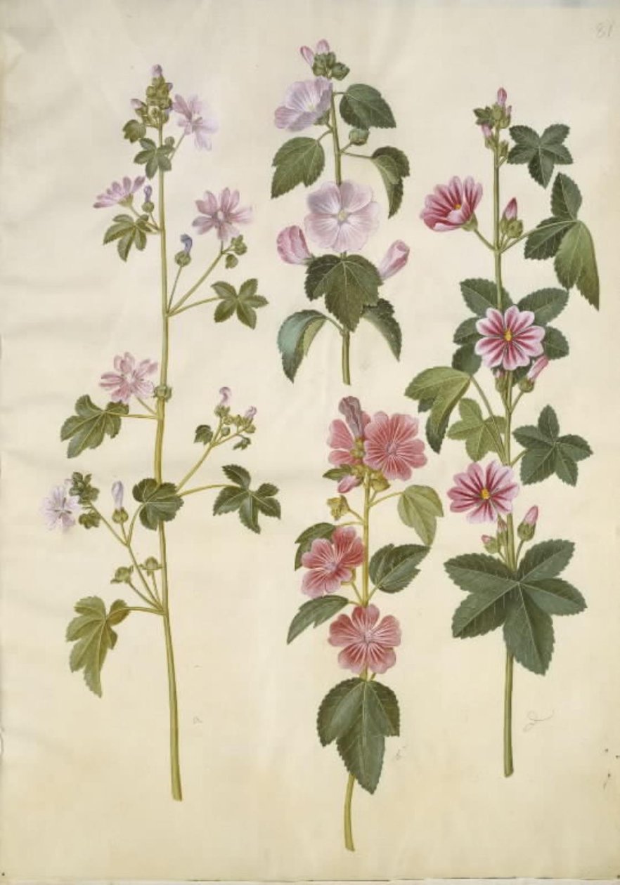 Malva sylvestris (gewone kaasjeskruid); Lavatera thuringiaca (Duitse stokroos) door Hans Simon Holtzbecker
