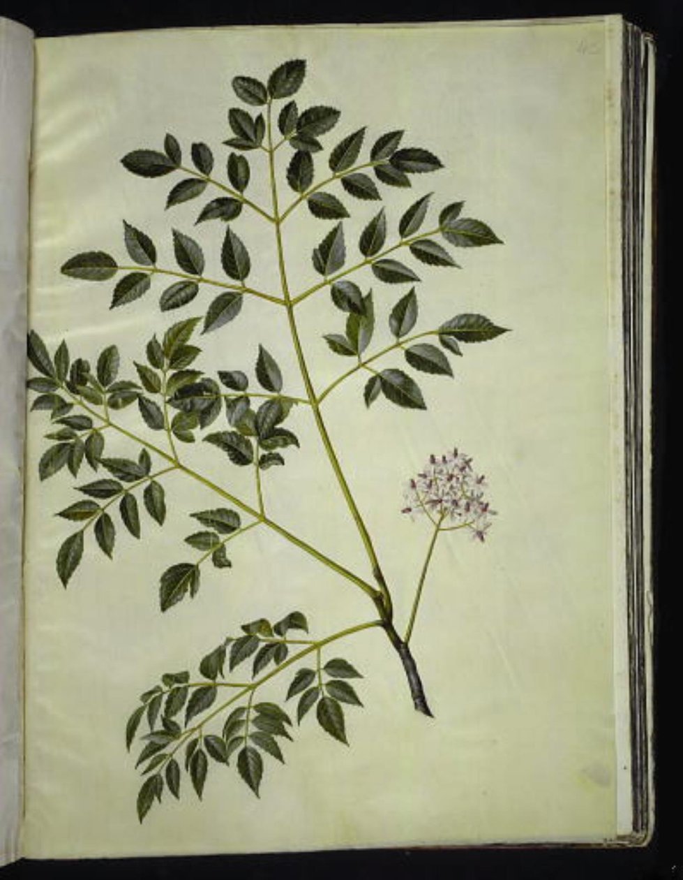 Melia azedarach (kralenboom) door Hans Simon Holtzbecker