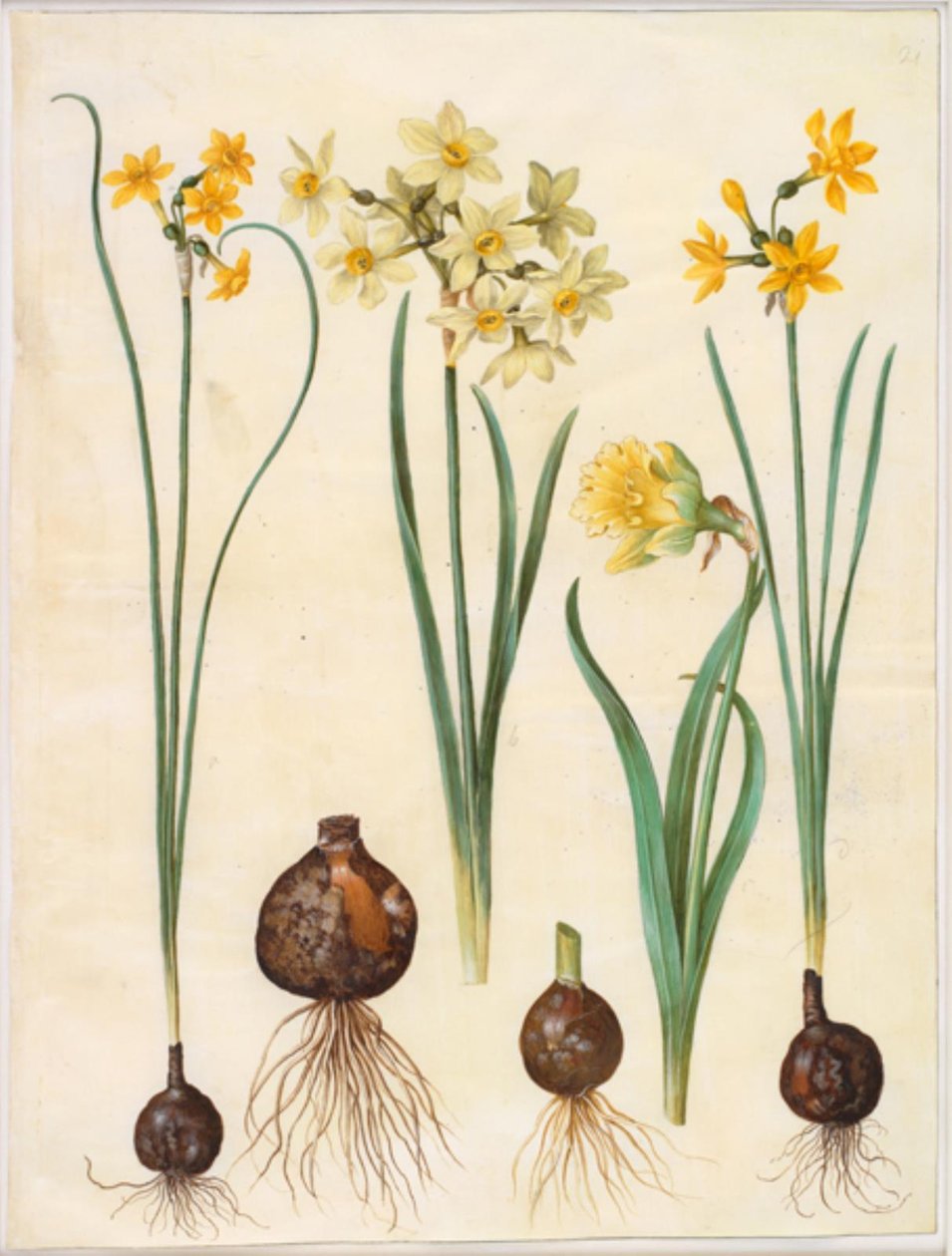 Narcissus jonquilla (jonquille narcis); Narcissus tazetta aureus (gouden tazet); Narcissus pseudonarcissus bicolor (tweekleurige paaslelie) door Hans Simon Holtzbecker