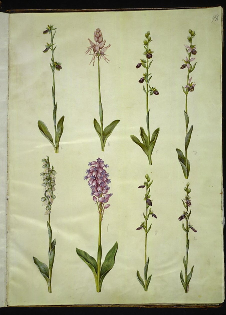 Ophrys apifera of Ophrys sphegodes (bijenorchis of vroege spinnenorchis); "Orchis simia" (fantasieorchis); Ophrys apifera (bijenorchis); Orchis (orchidee); Orchis militaris (soldatenorchis); Ophrys insectifera (vliegenorchis) door Hans Simon Holtzbecker