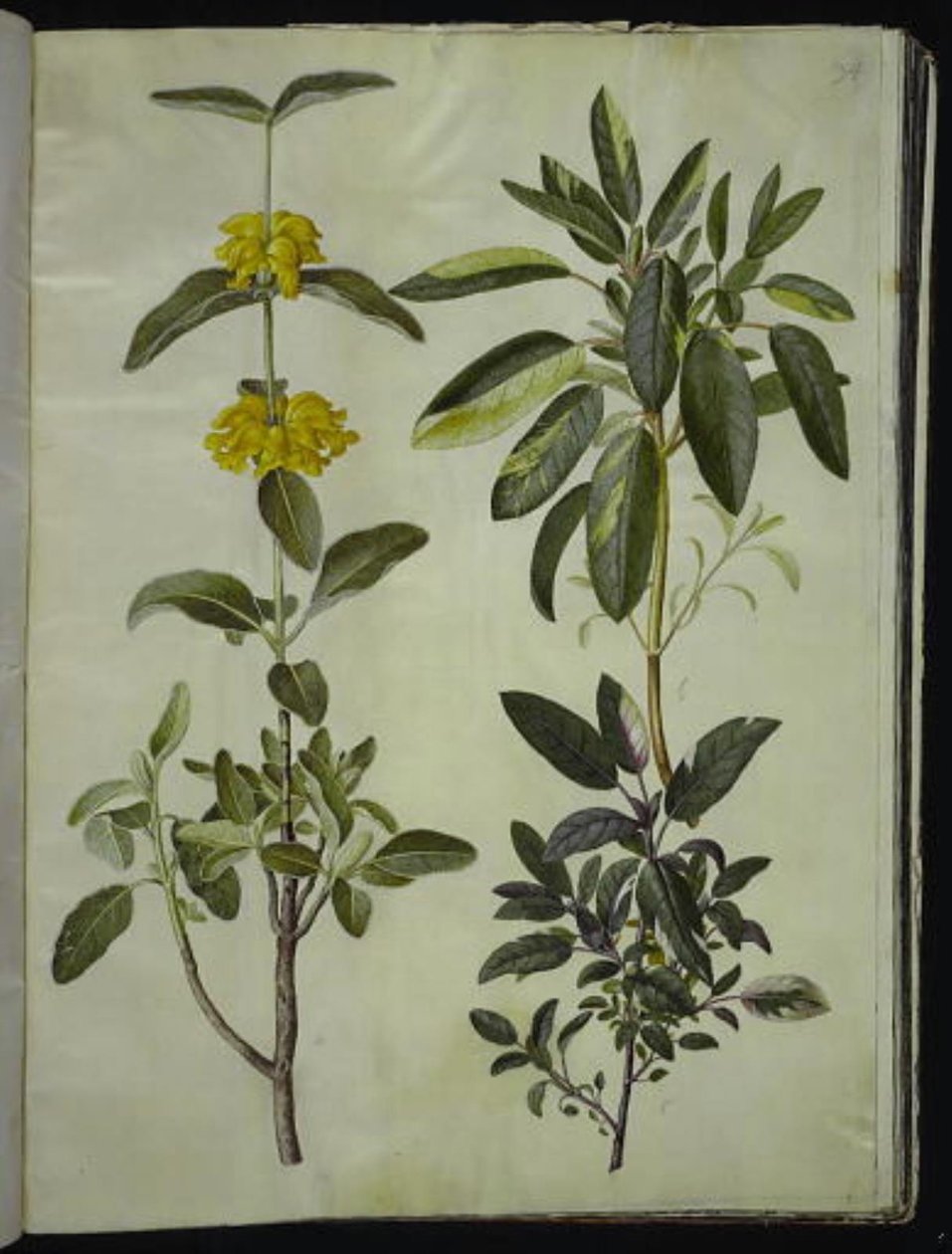 Phlomis fruticosa (gewone leeuwenstaart); Salvia officinalis (geneeskrachtige salie) door Hans Simon Holtzbecker