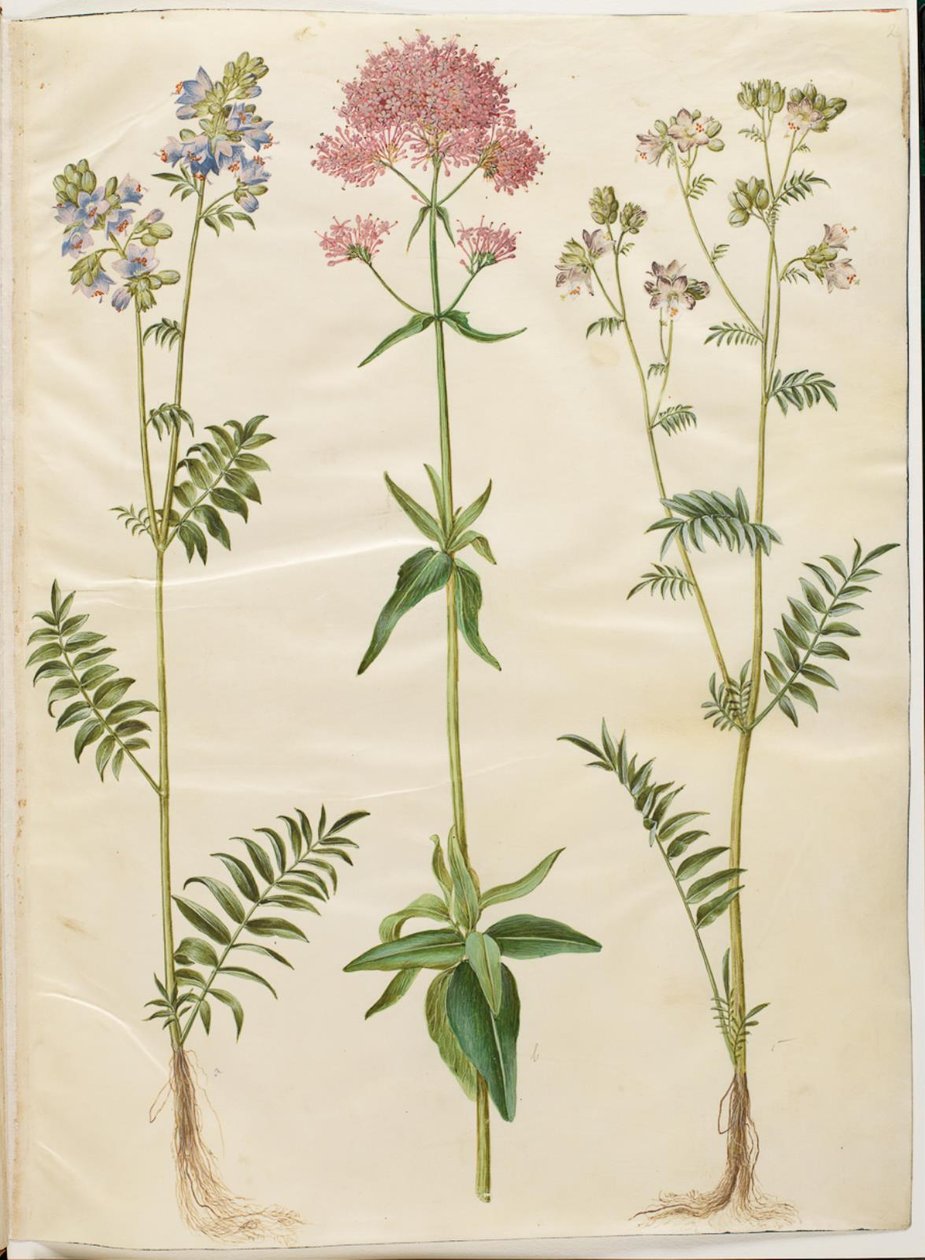 Polemonium caeruleum (gewone jakobsladder); Centranthus ruber (rode spoorbaldrian) door Hans Simon Holtzbecker
