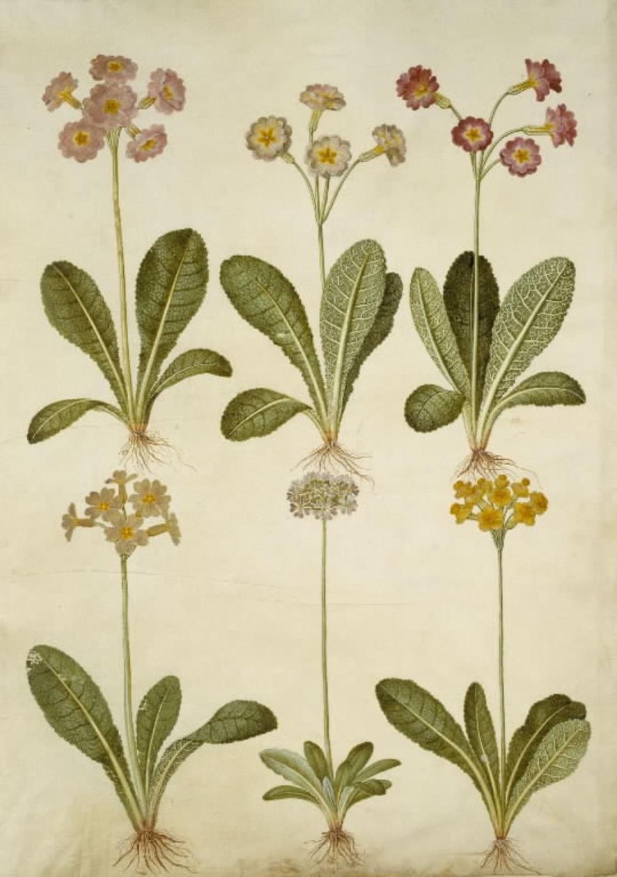 Primula veris (hybride van holwortelprimula); Primula farinosa (meelprimula) door Hans Simon Holtzbecker