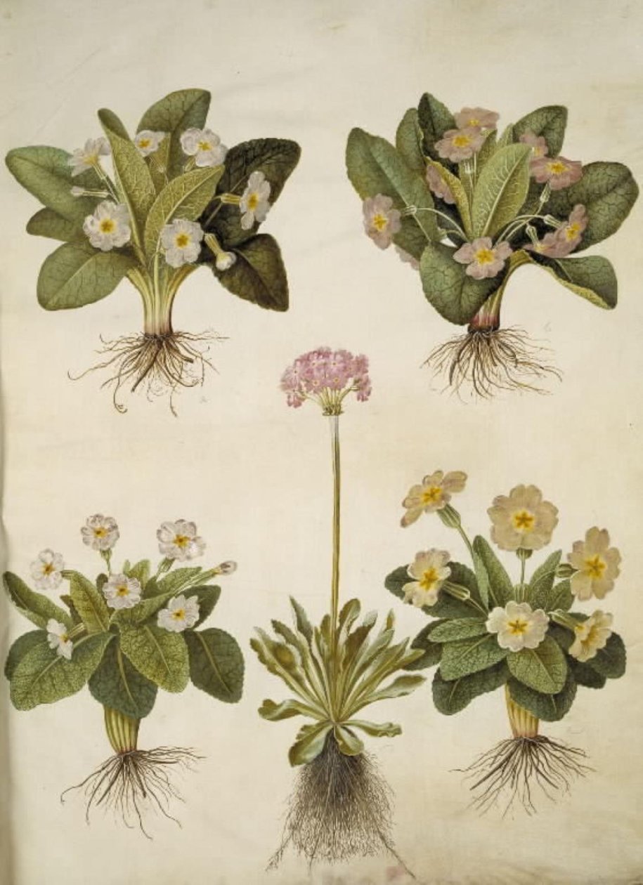 Primula vulgaris (hybride van grootbloemige sleutelbloem); Primula farinosa (meelbloemige sleutelbloem) door Hans Simon Holtzbecker