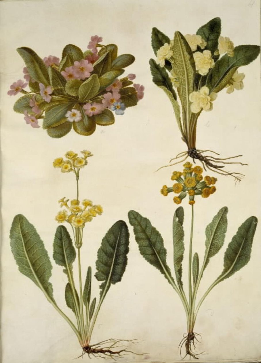 Primula vulgaris; Primula vulgaris (hybride van grootbloemige sleutelbloem); Primula veris (hybride van holkranssleutelbloem) door Hans Simon Holtzbecker