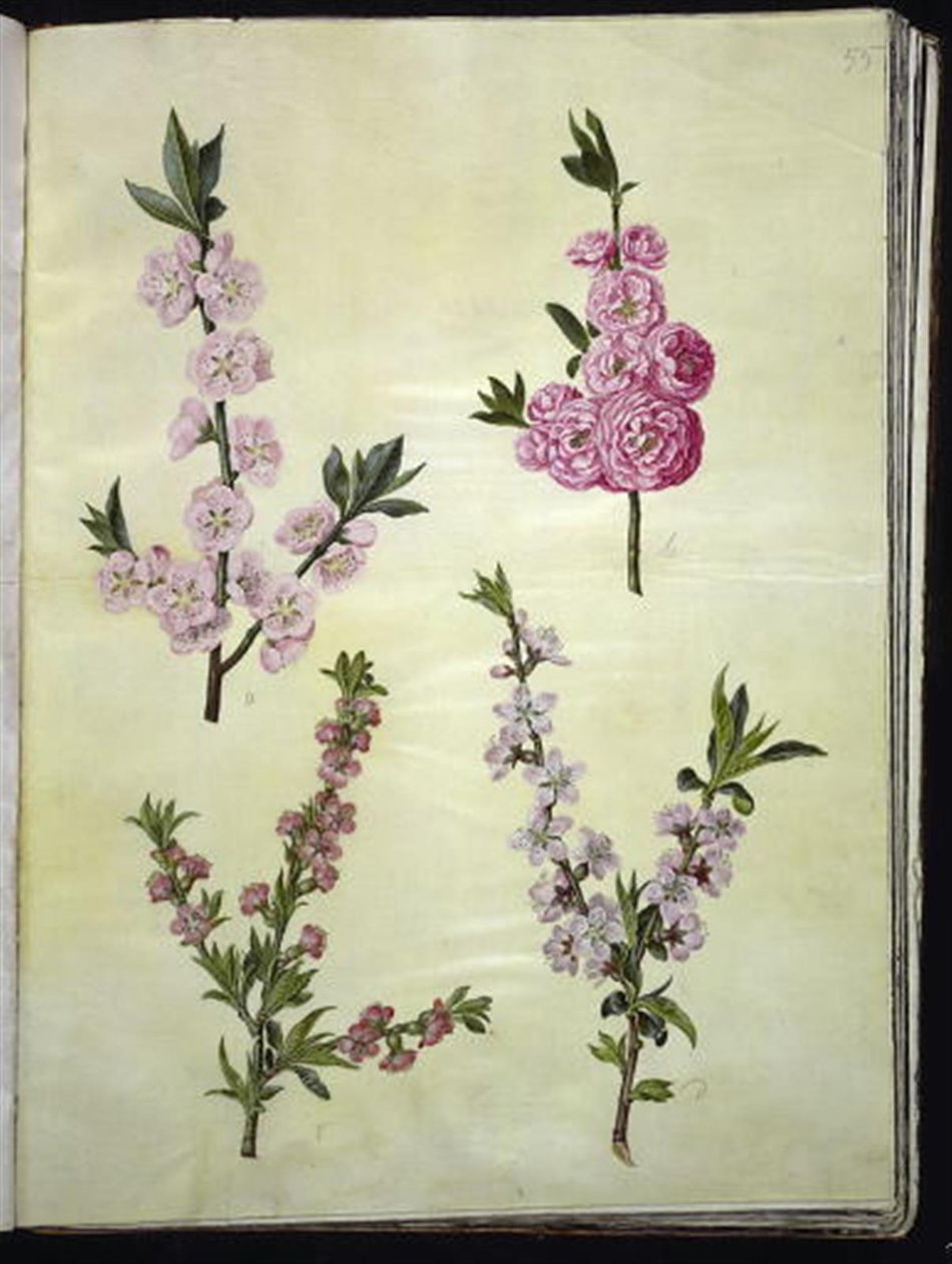 Prunus dulcis (amandel); Prunus persica (perzik) door Hans Simon Holtzbecker