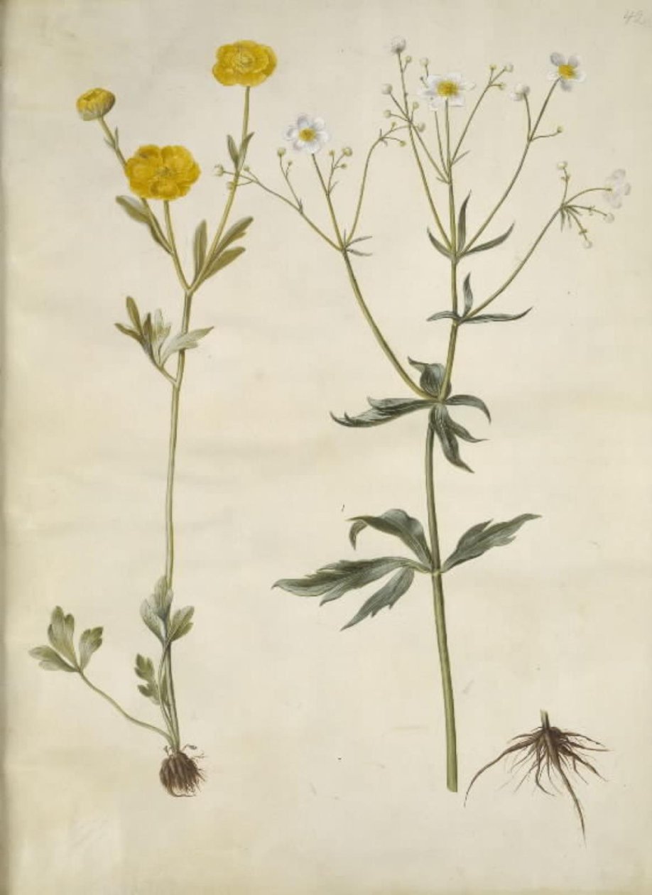 Ranunculus monspeliacus (zijde-ranonkel); Ranunculus aconitifolius (monnikskapbladige ranonkel) door Hans Simon Holtzbecker