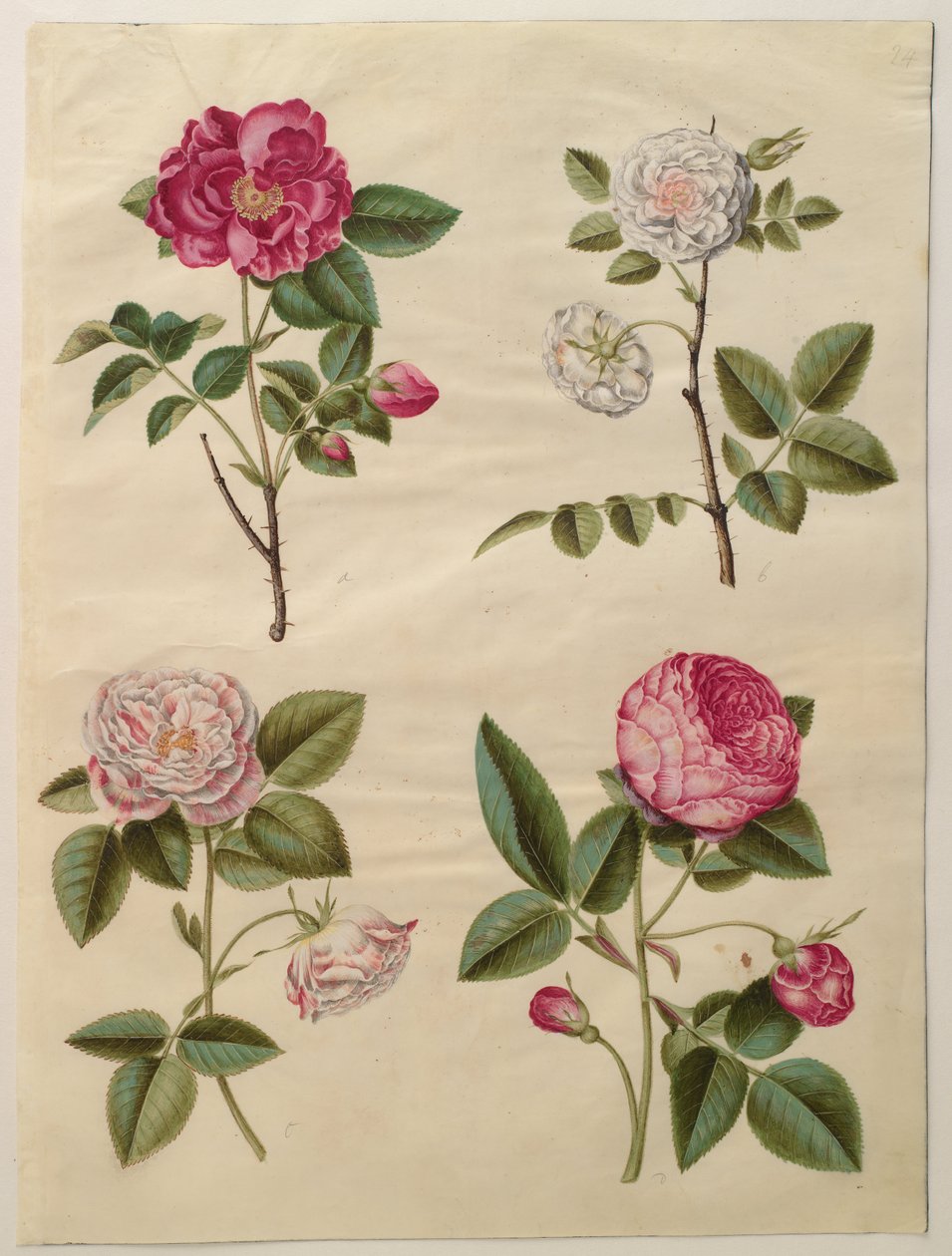 Rosa gallica door Hans Simon Holtzbecker