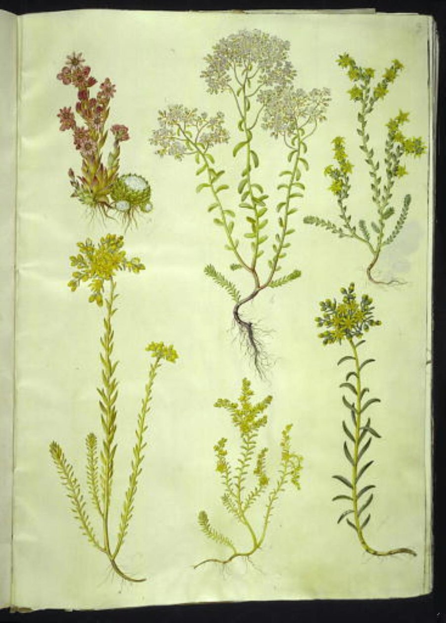 Sempervivum arachnoideum; Sedum album; Sedum acre; Sedum rupestre; Sedum sexangulare door Hans Simon Holtzbecker