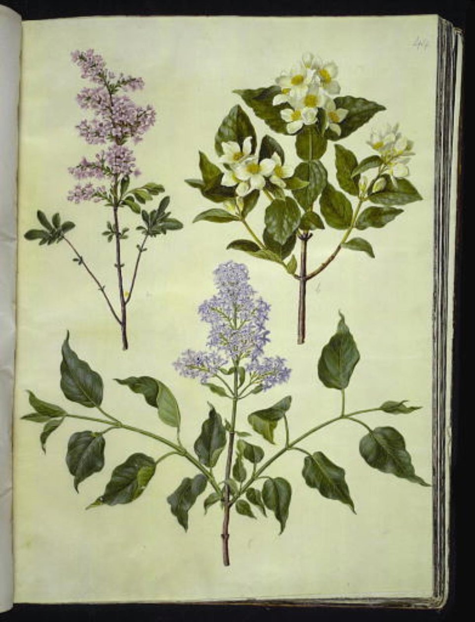 Syringa ×persica (Perzische sering); Philadelphus coronarius (welriekende pijpbloem); Syringa vulgaris (gewone sering) door Hans Simon Holtzbecker