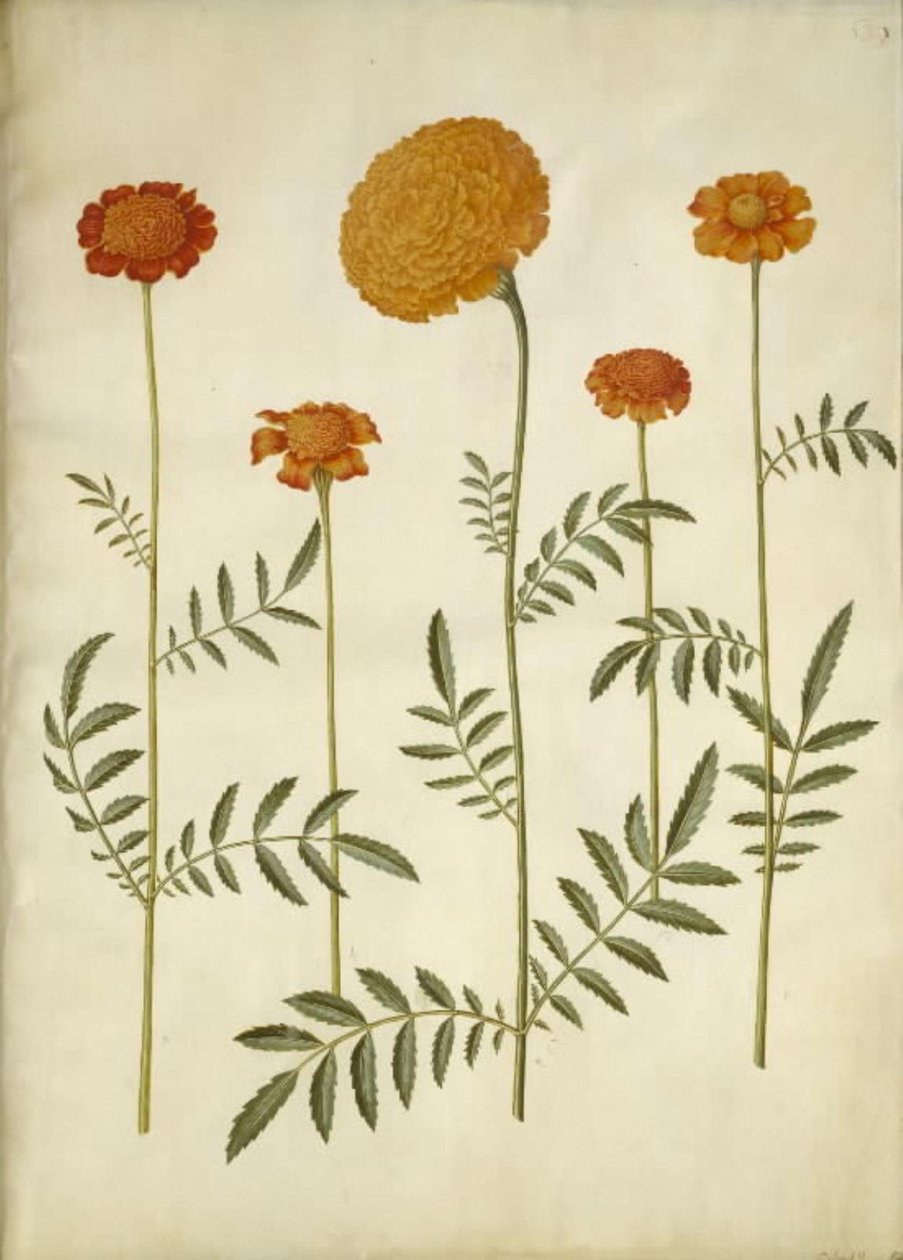 Tagetes patula (uitgespreide fluweelbloem); Tagetes erecta (opgerichte fluweelbloem) door Hans Simon Holtzbecker