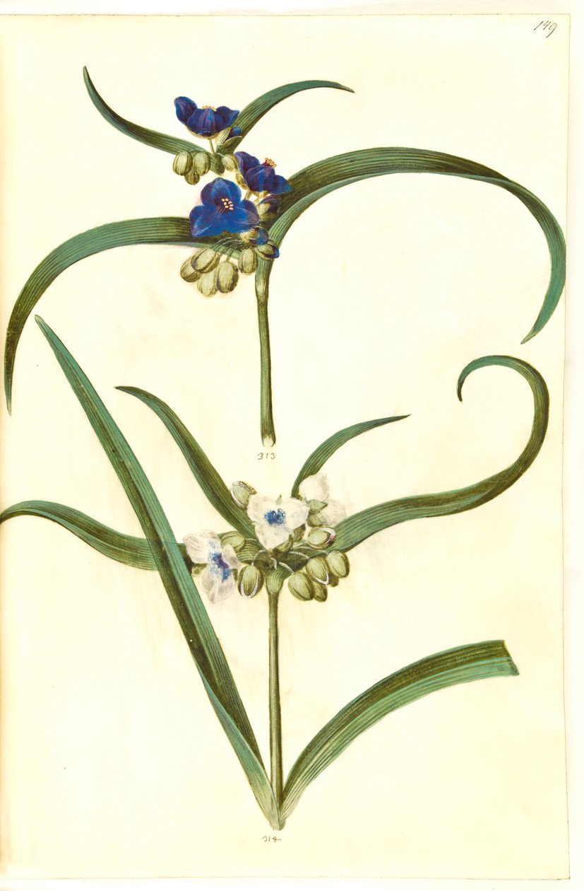 Tradescantia virginiana of Tradescantia ohiensis (?) (bloemjood) door Hans Simon Holtzbecker