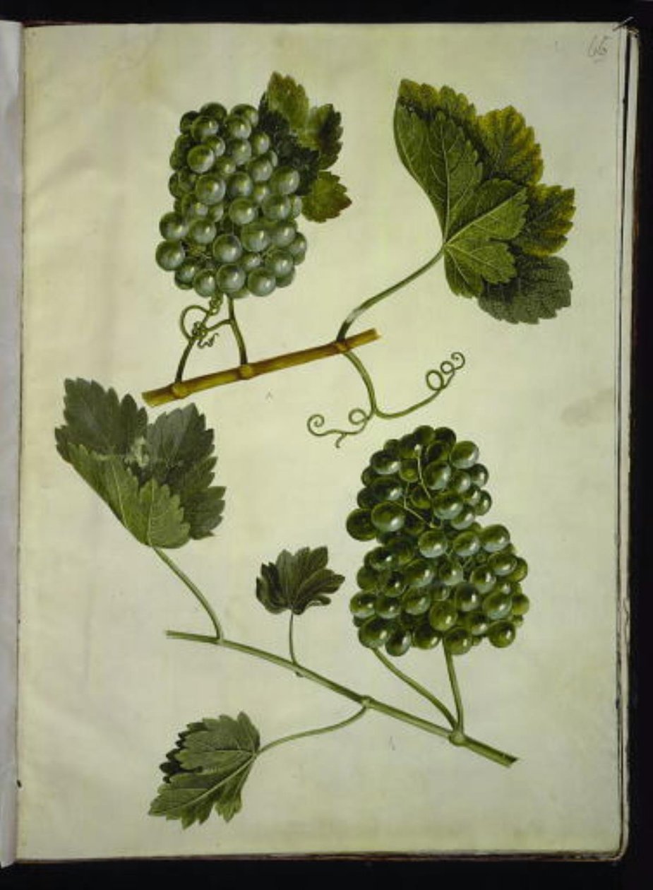 Vitis vinifera (gewone wijnstok) door Hans Simon Holtzbecker