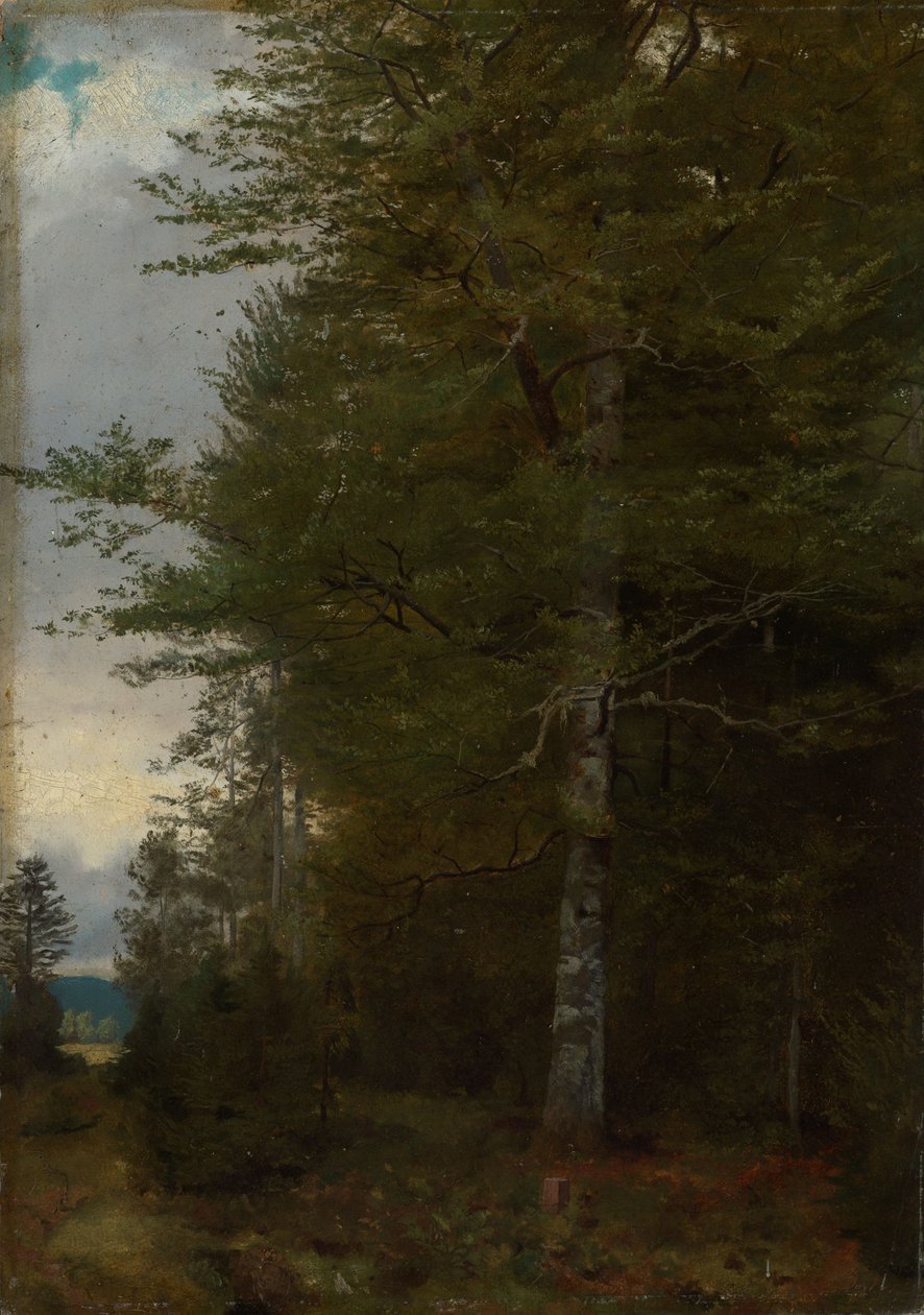 Beuk aan de rand van het bos door Hans Thoma