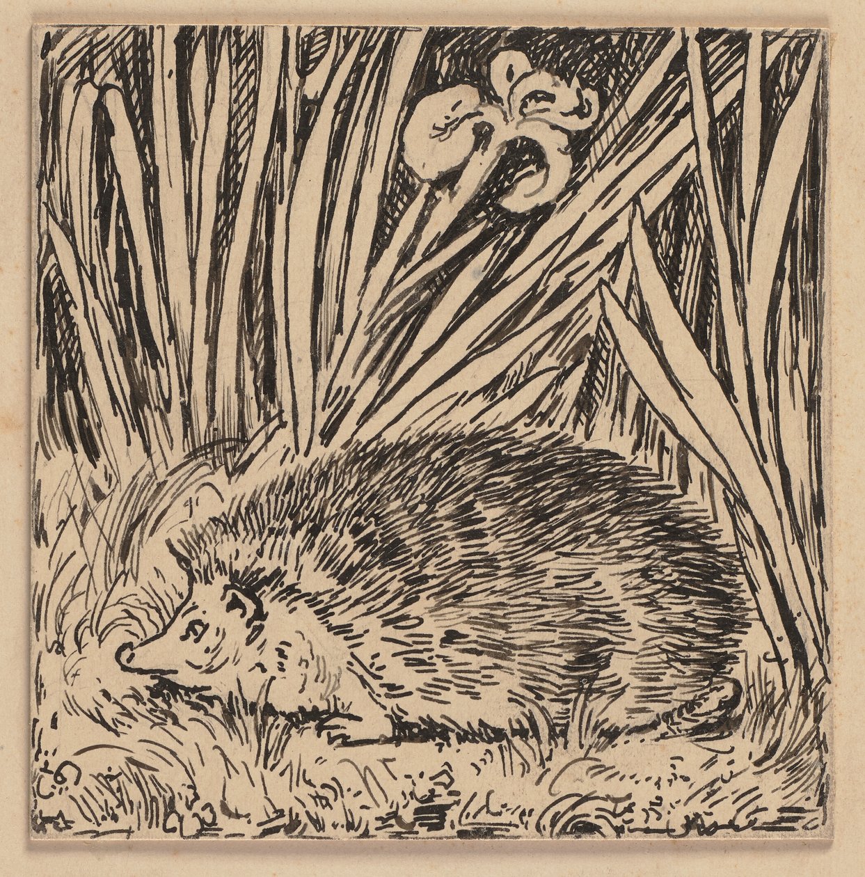Tekening voor het leesboek: egel door Hans Thoma