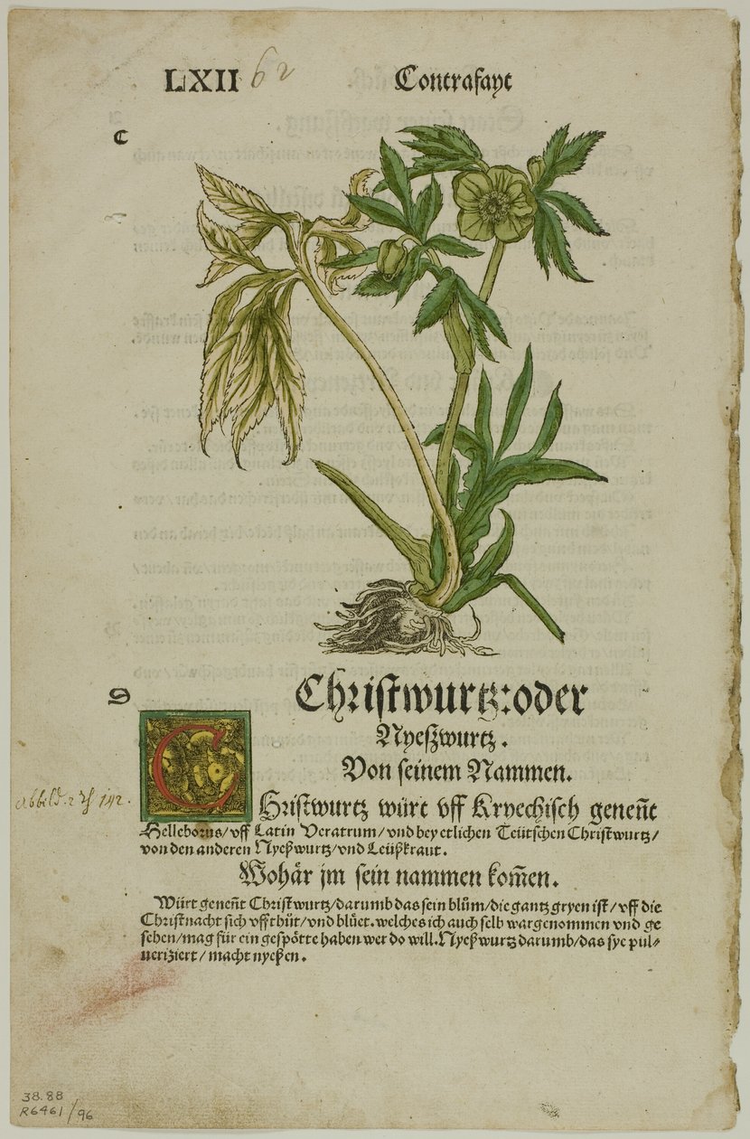 Christwurz (Helleborus) uit Herbarium, plaat 96 uit Houtsneden uit boeken van de 16e eeuw door Hans Weiditz, II