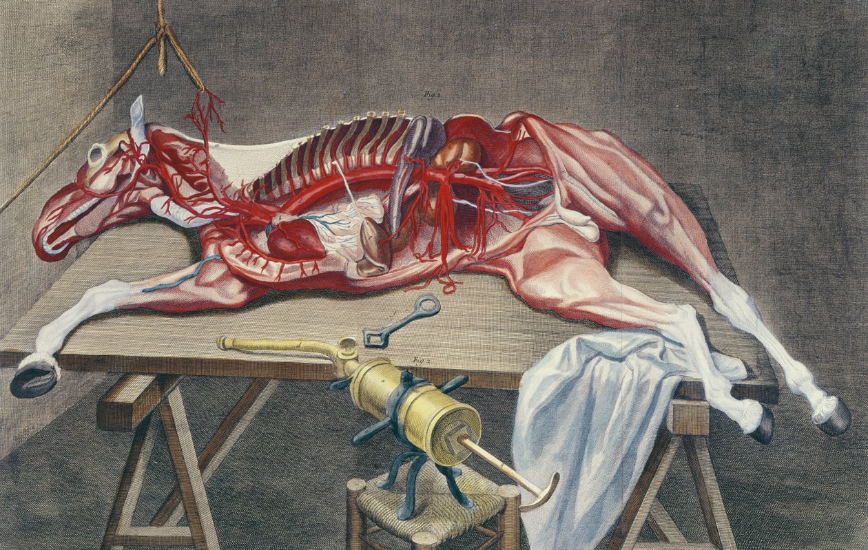 Dissectie van een paard, uit 