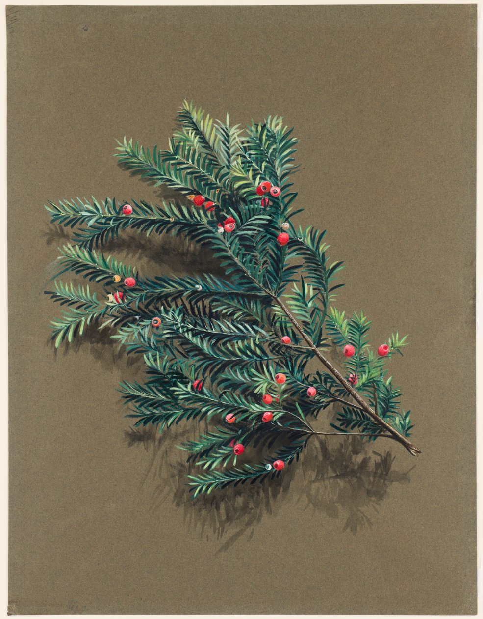 Taxus baccata L. Venijnboom, ca. 1903-1915 door Harold Drinkwater