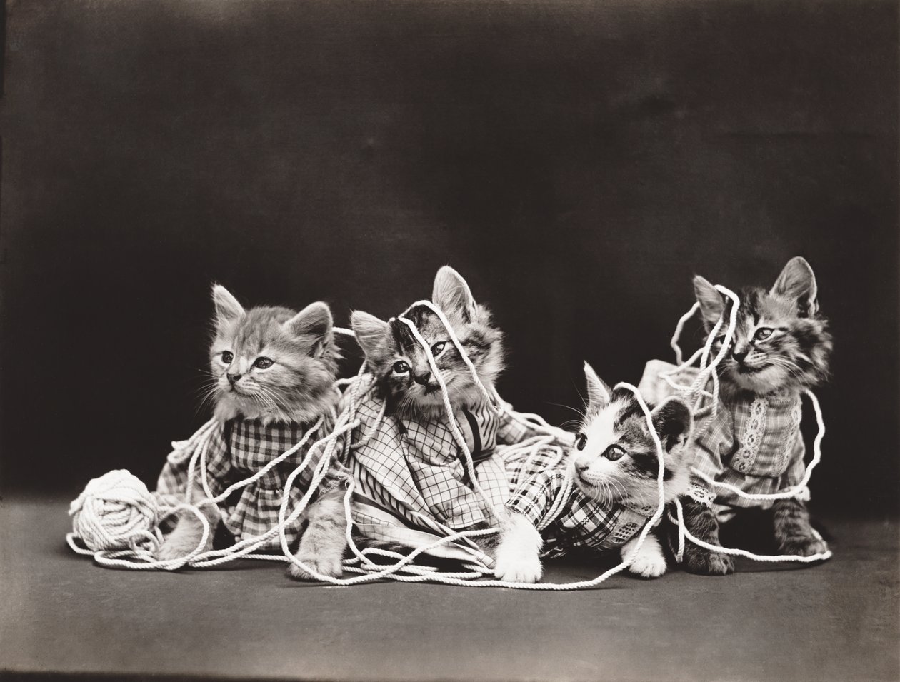 Kittieserie: Verward in garen, ca 1914 (zilverdruk) door Harry Whittier Frees