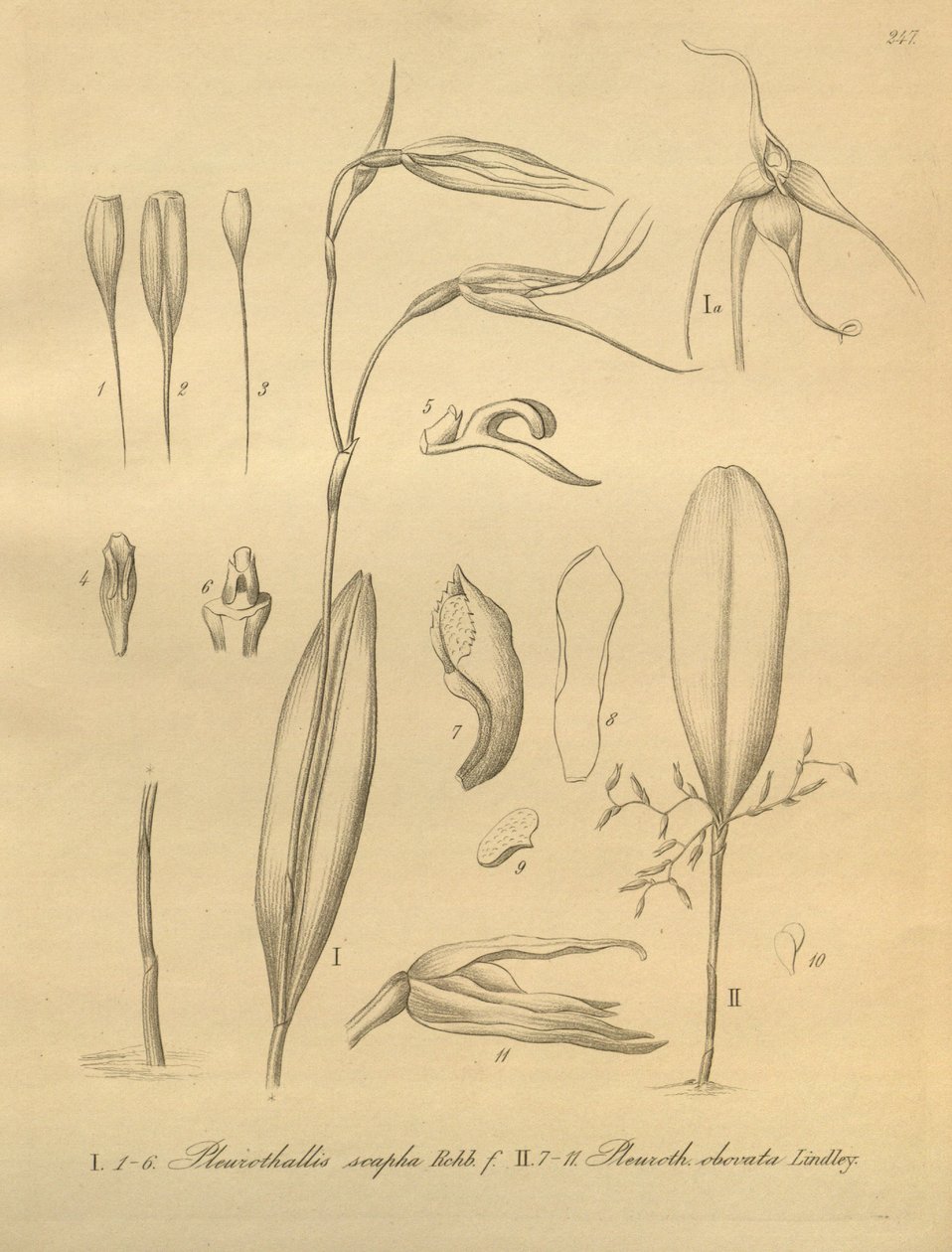 Illustratie van Pleurothallis sirene door Heinrich Gustav Reichenbach