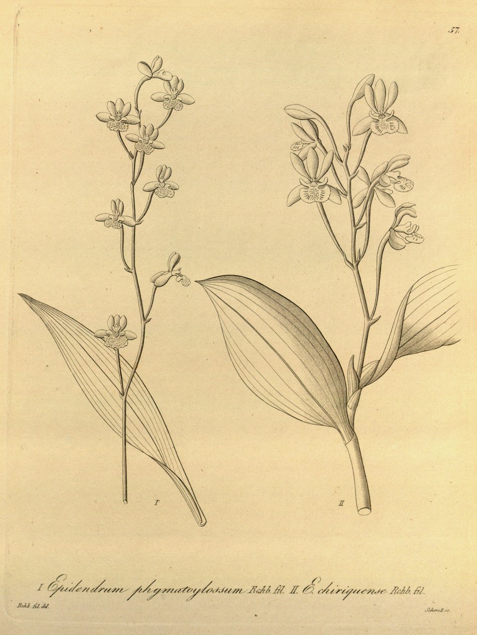 Illustratie van Prosthechea varicosa (als syn. Epidendrum phymatoglossum en Epidendrum chiriquense) door Heinrich Gustav Reichenbach
