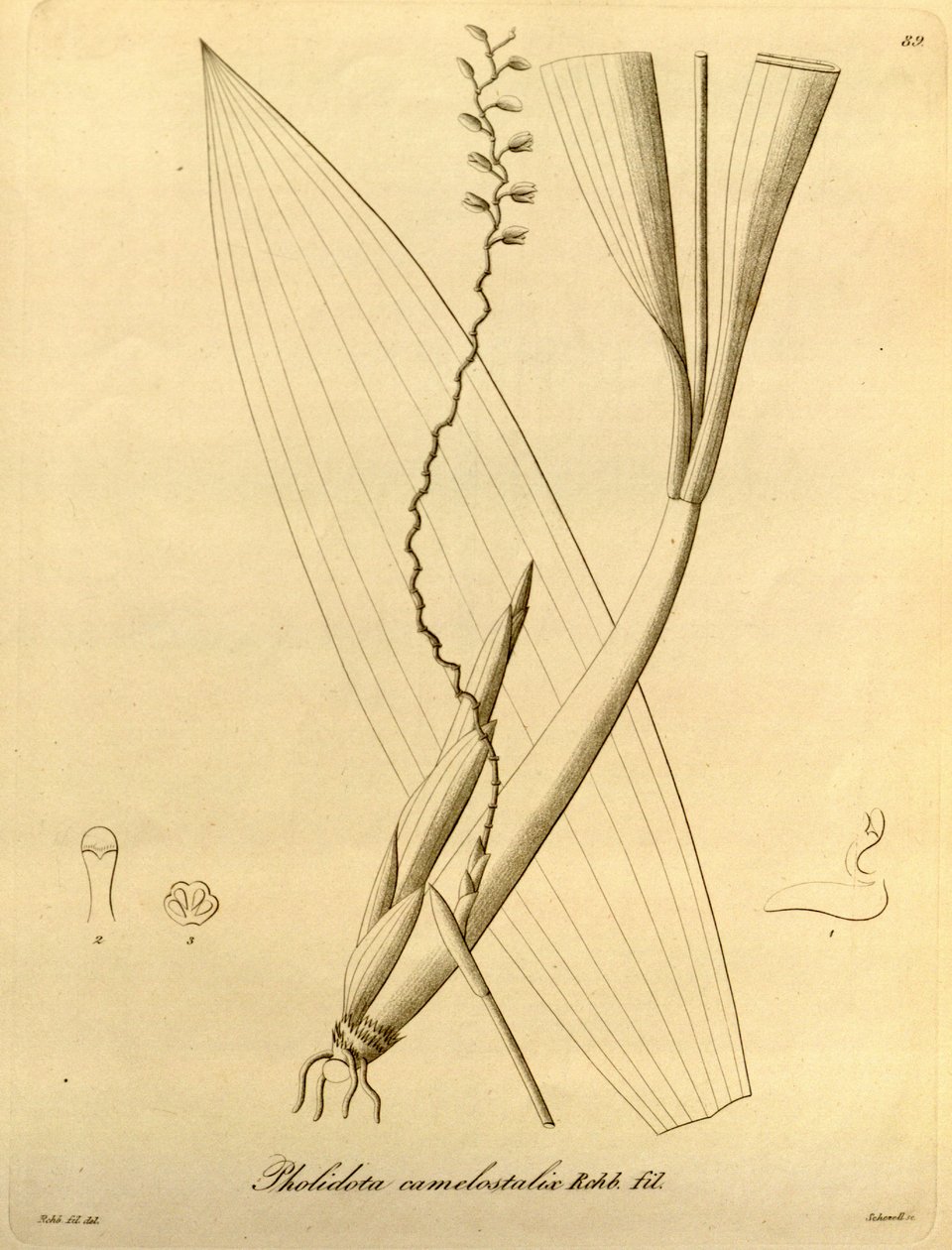 Illustratie van Pholidota camelostalix door Heinrich Gustav Reichenbach