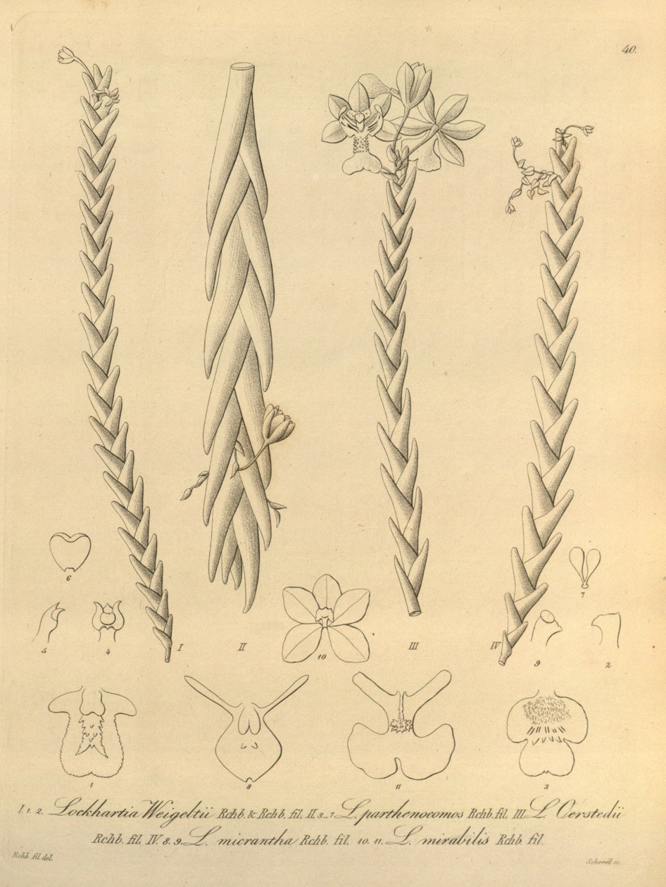 Lockhartia - Xenia vol 1 (1858) fig 40 door Heinrich Gustav Reichenbach