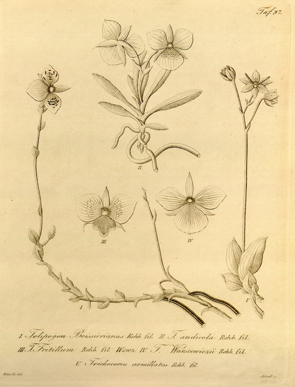 Dit bestand komt uit de Biodiversity Heritage Library en is online beschikbaar op biodiversitylibrary.org/page/696497 door Heinrich Gustav Reichenbach