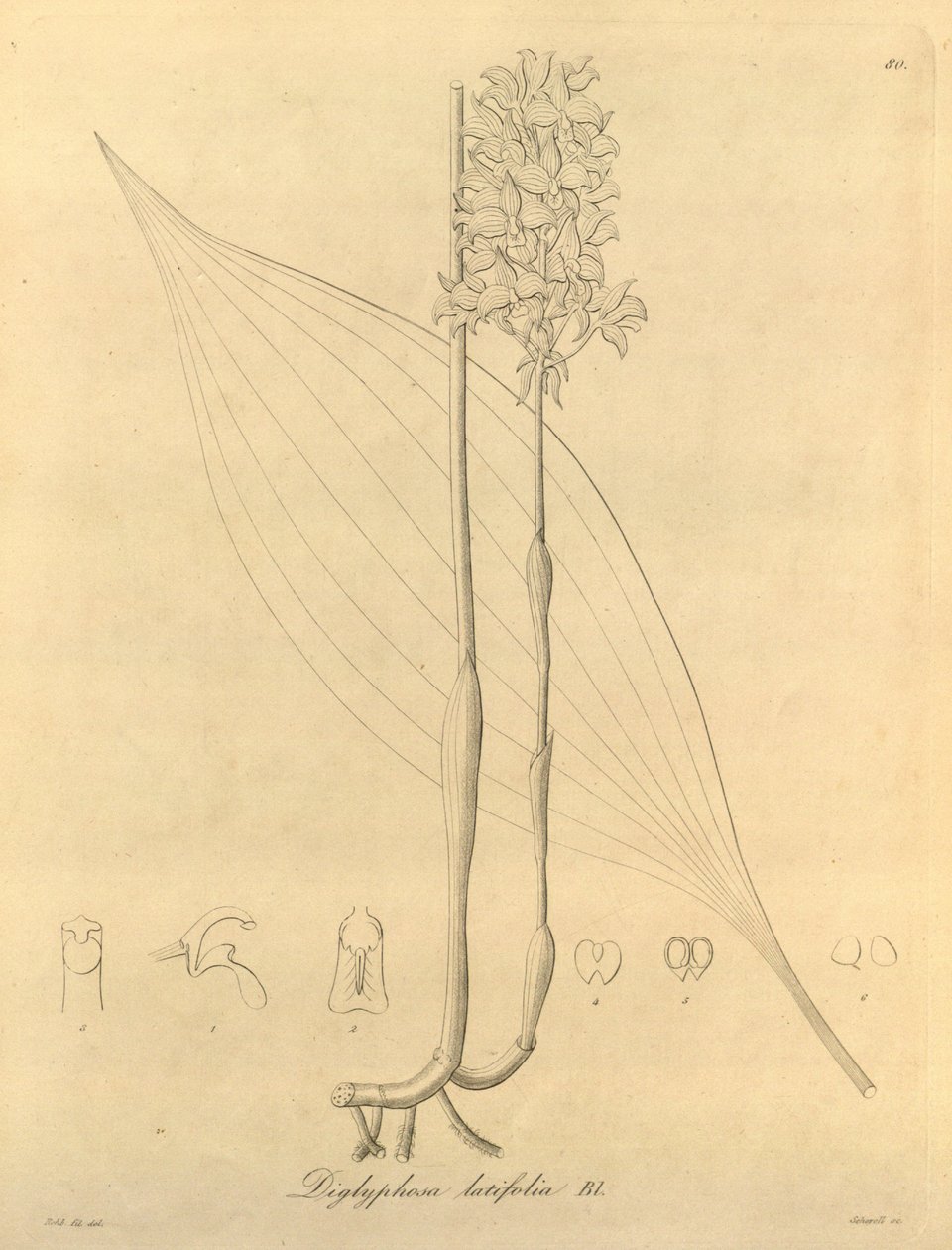 Dit bestand komt uit de Biodiversity Heritage Library, en is online beschikbaar op biodiversitylibrary.org/page/696480 door Heinrich Gustav Reichenbach