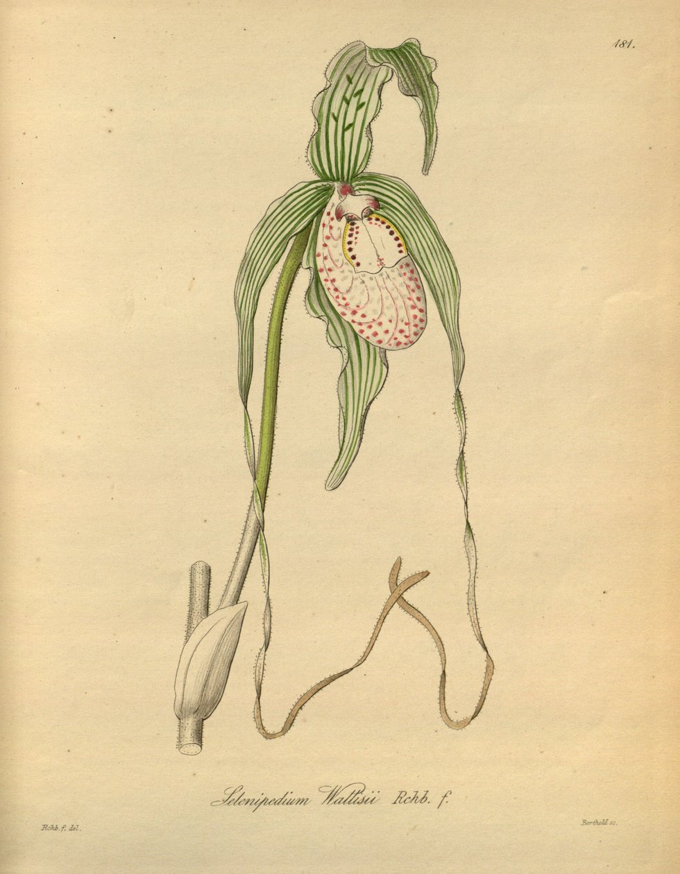 Dit bestand komt uit de Biodiversity Heritage Library, en is online beschikbaar op biodiversitylibrary.org/page/698377 door Heinrich Gustav Reichenbach