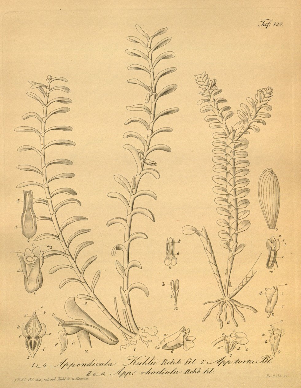 Illustraties van Appendicula kuhlii door Heinrich Gustav Reichenbach