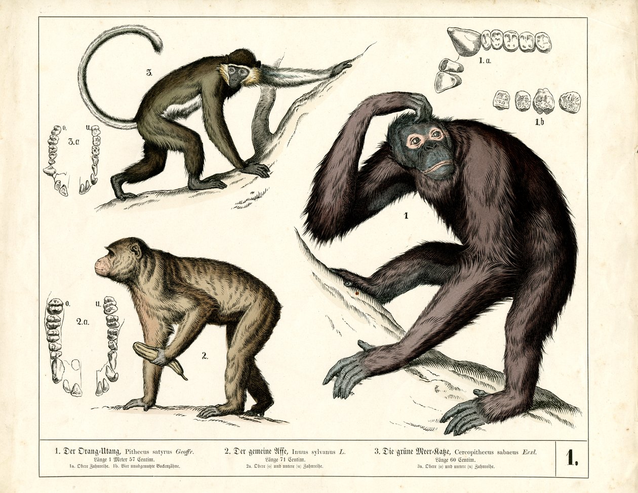 Mensapen: Orang-oetan, chimpansee en Guenon door Heinrich Leutemann