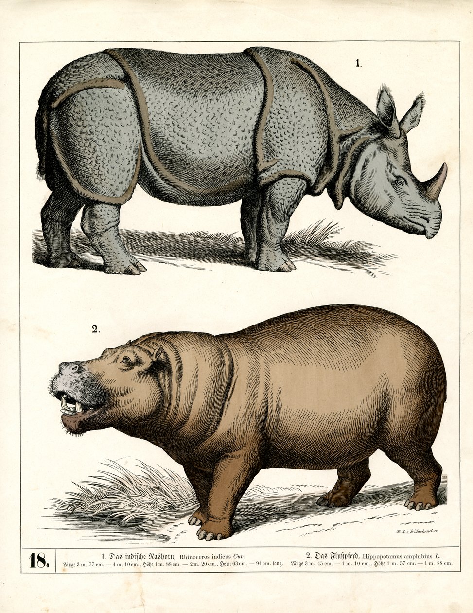 Indische neushoorns en nijlpaarden door Heinrich Leutemann